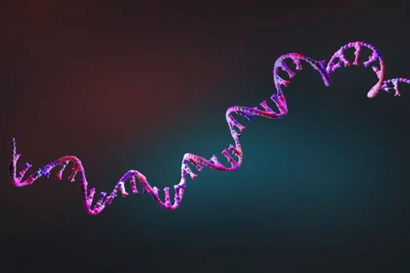 Amino Acids & Peptides