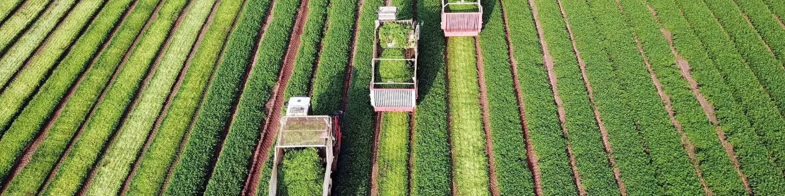 Agriculture