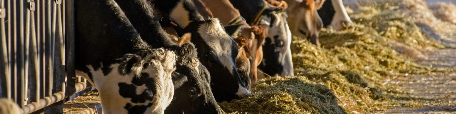 Animal Nutrition